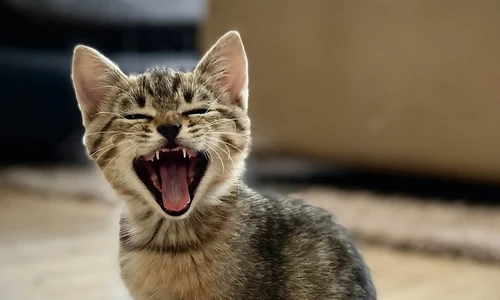 Si amas a los gatos, este festival en CDMX tiene una misión que va mucho más allá de un bazar Si amas a los gatos, este festival en CDMX tiene una misión que va mucho más allá de un bazar