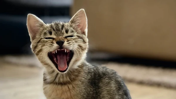 Si amas a los gatos, este festival en CDMX tiene una misi&oacute;n que va mucho m&aacute;s all&aacute; de un bazar