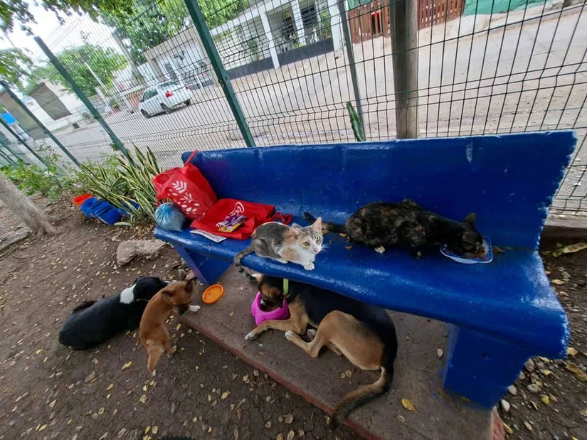 Paco disfruta de la compañía de otros perros que también forman parte de la familia de la Unidad Deportiva La Florida, donde encontró un hogar gracias al cariño de los vecinos. Foto: Juan Madrigal