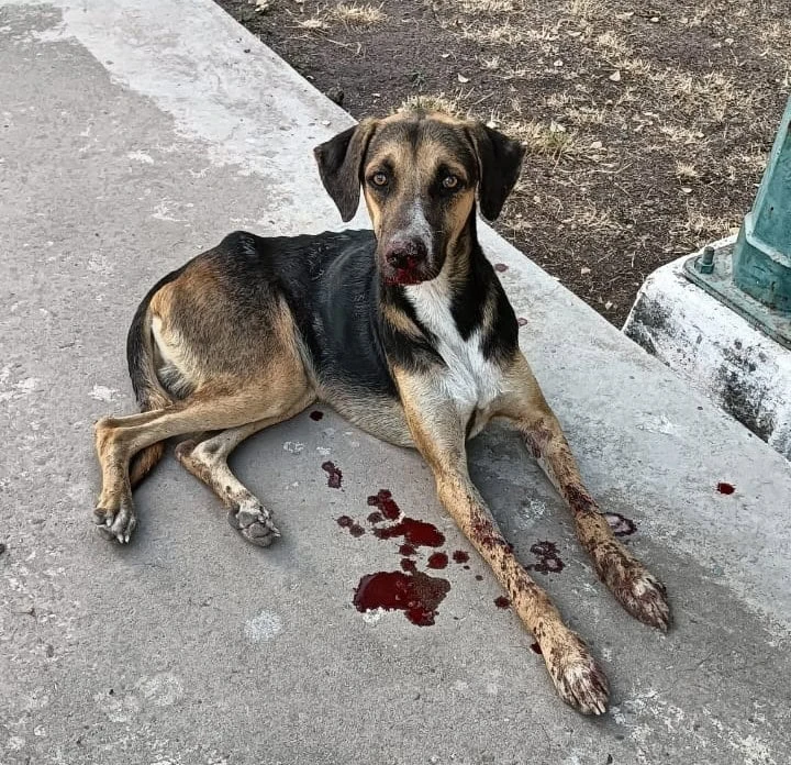 Cuando apareció enfermo y sin fuerzas para seguir caminando, pocos imaginaban que aquel perro terminaría convirtiéndose en el compañero inseparable de una comunidad. Foto: Juan Madrigal