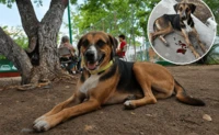 Paco, el perro rescatado por vecinos que encontr&oacute; un hogar en Culiac&aacute;n