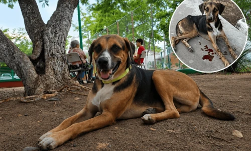 Paco, el perro rescatado por vecinos que encontró un hogar en Culiacán