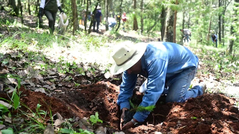 Ponen en marcha estrategia de restauración Bosques en el Edomex. Foto: Cortesía
