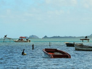 8 - Cds Interesantes del Mundo Kaneohe
