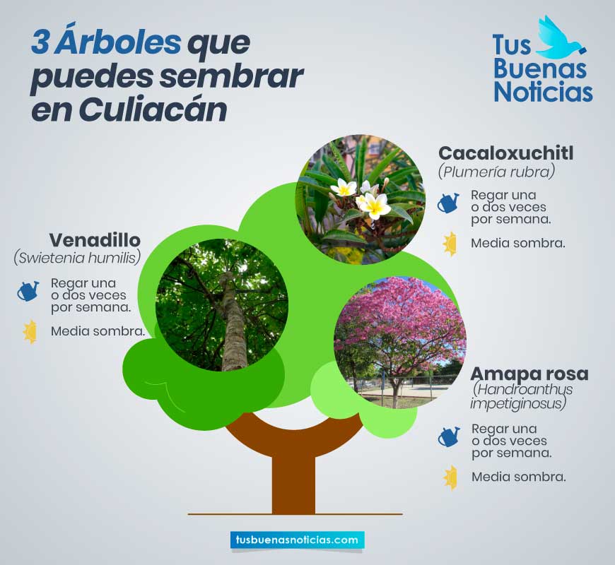árboles que puedes plantar en Culiacán