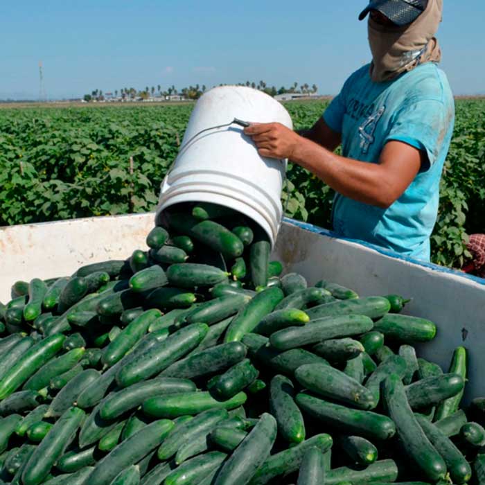 productos agrícolas de sinaloa