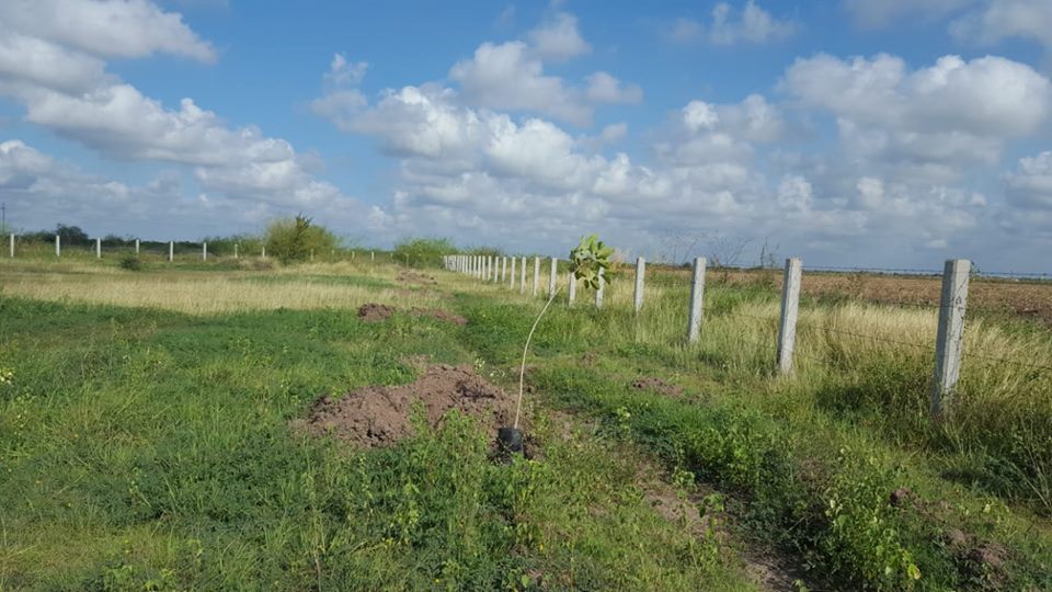 reforestación en Navolato