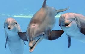 salvan delfín en bahía de altata