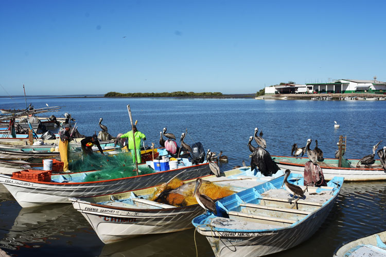 desarrollo sustentable en Bahía Santa María
