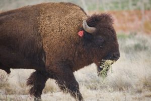 bisonte reintroducido en México