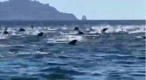 Cientos de delfines vuelven espectacular paseo familiar en Guaymas
