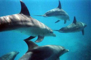 Delfín mular, nariz de botella o delfín tonina