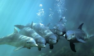 Delfín nariz de botella o delfín tonina