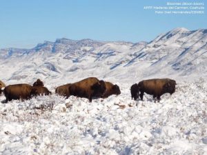 En medio de la nieve contrastan los bisontes salvajes en Coahuila