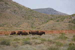 bisontes liberados en México