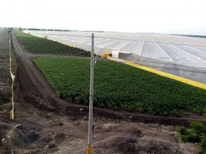 Tecnificación en hortalizas y Agricultura protegida de Sinaloa, escuela para México