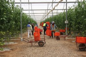 Tecnificación en hortalizas y Agricultura protegida de Sinaloa, escuela para México