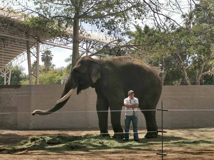 santuario del elefante BigBoy en Culiacán