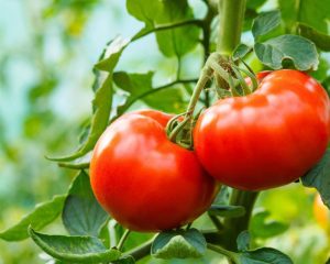 El tomate es una razón histórica de Sinaloa
