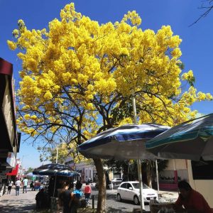 Culiacán se viste de primavera con rosa y amarillo