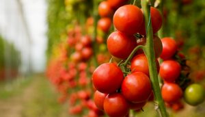 cultivo de tomates en invernadero