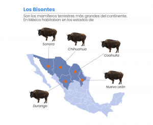 El regreso del bisonte mexicano 