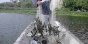 El pez diablo disminuye la pesca en Laguna de Chiricahueto