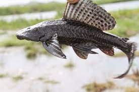 El pez diablo disminuye la pesca en Laguna de Chiricahueto