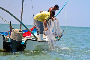Inicia la captura de camarón en Bahía de Altata con optimismo