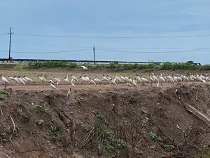 La Cigüeña Americana un ave emblemática en la región de Villa Juárez