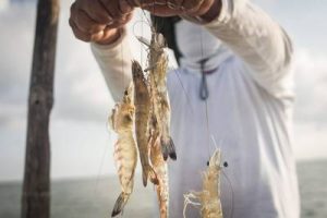 La Esperanza se Renueva: Inicio de la Pesca del Camarón en la Bahía de Altata 