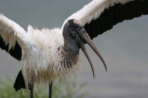 La Cigüeña Americana un ave emblemática en la región de Villa Juárez