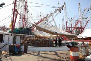Gran noticia para Sinaloa, la recertificación del camarón en EEUU.