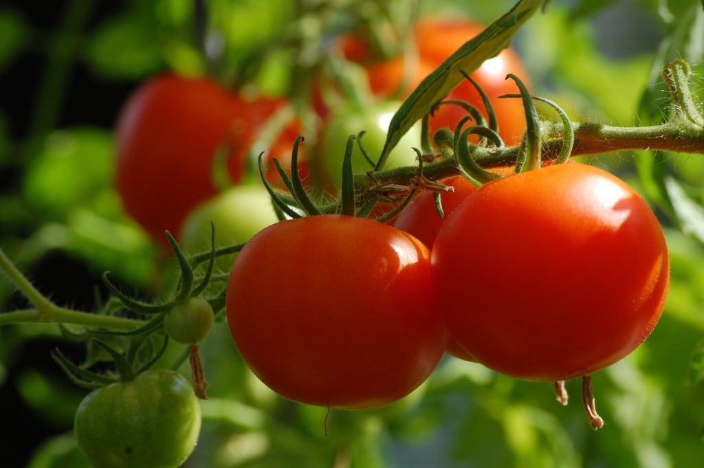 Los tomates son uno de los principales productos exportados en Sinaloa