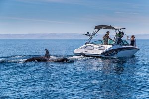 Jóvenes logran avistamiento de orcas en Sinaloa