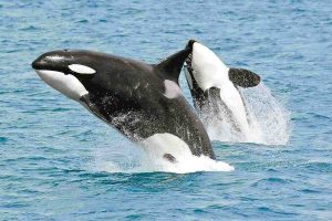 Jóvenes logran avistamiento de orcas en Sinaloa