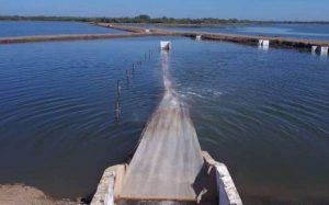 Buscarán impedir entrada de camarón clandestino de Ecuador a Sinaloa