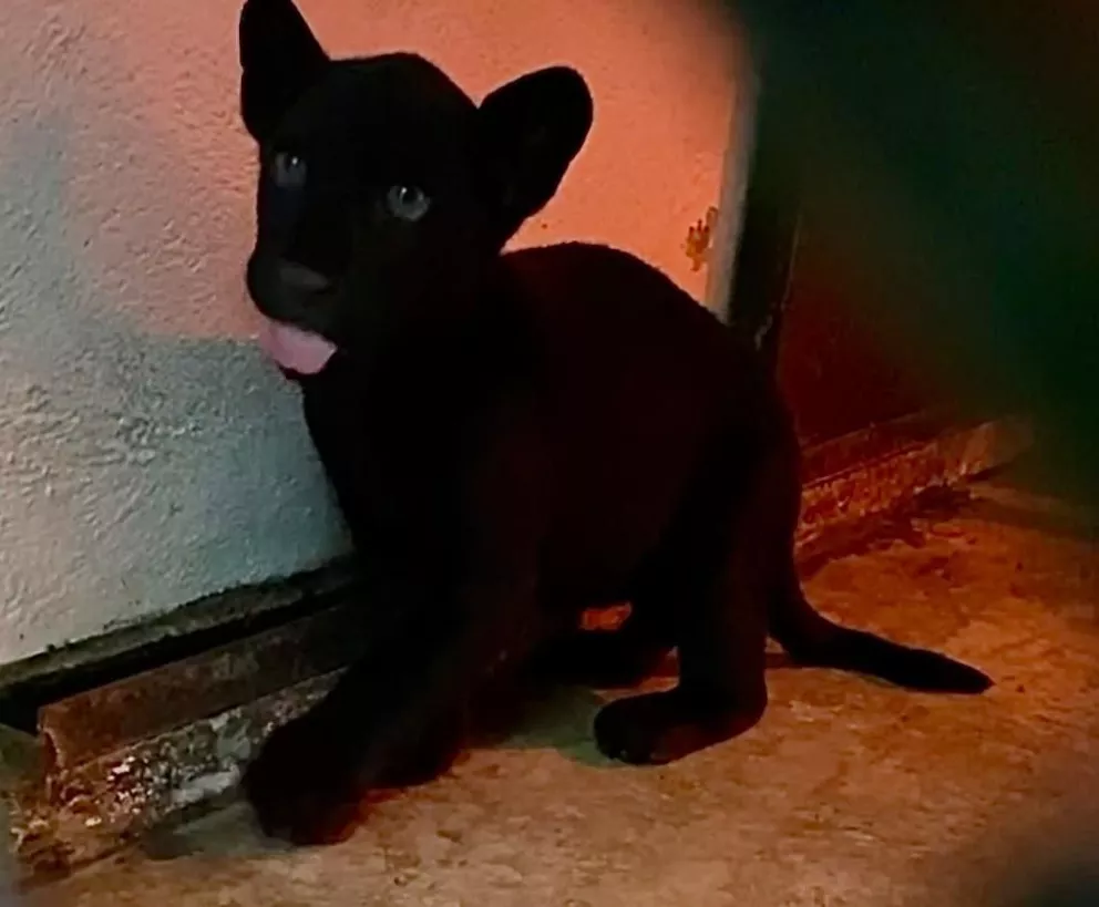 Nace jaguar en el Zoológico de Chapultepec