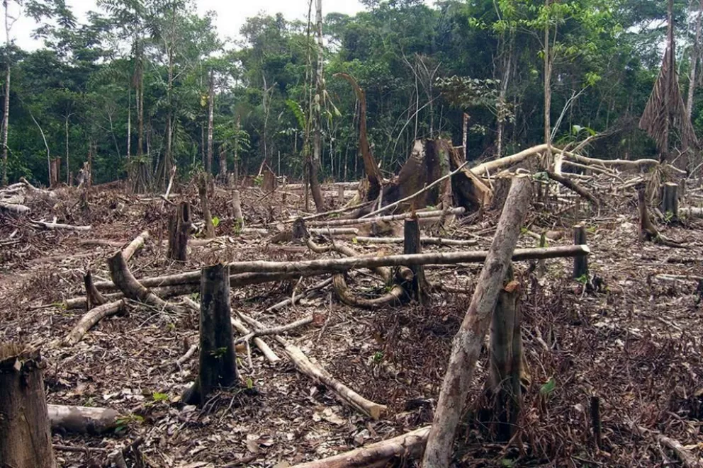 Deterioro ambiental en bosques