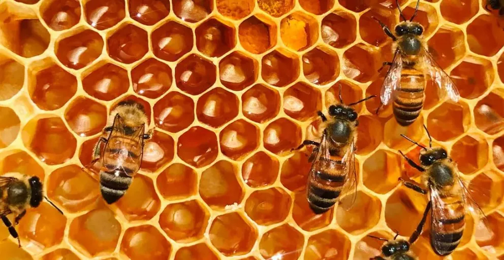 Panal  de abejas (temática)