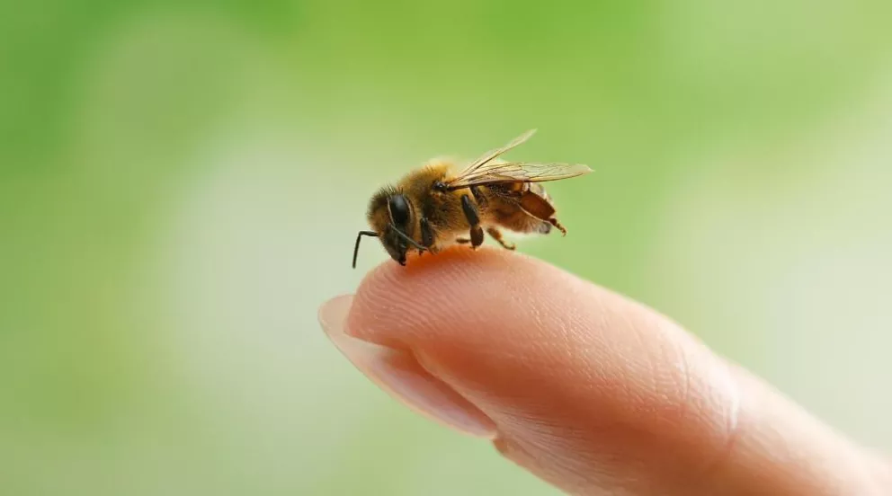 Protejamos a las abejas, su utilidad ecosistémica es esencial