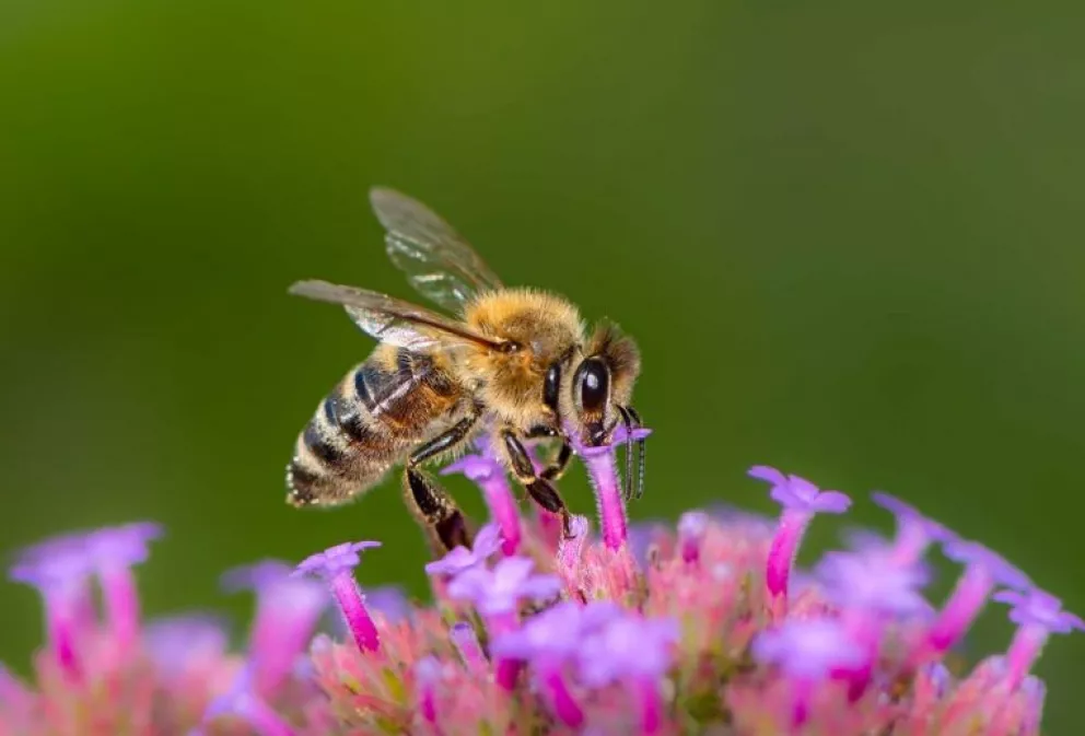 El significado econ´mico de la polenizaciópn de abejas es incunatificable
