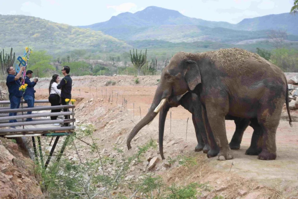 Gran emotividad en el encuentro de elefantes en su nueva casa en Culiacán