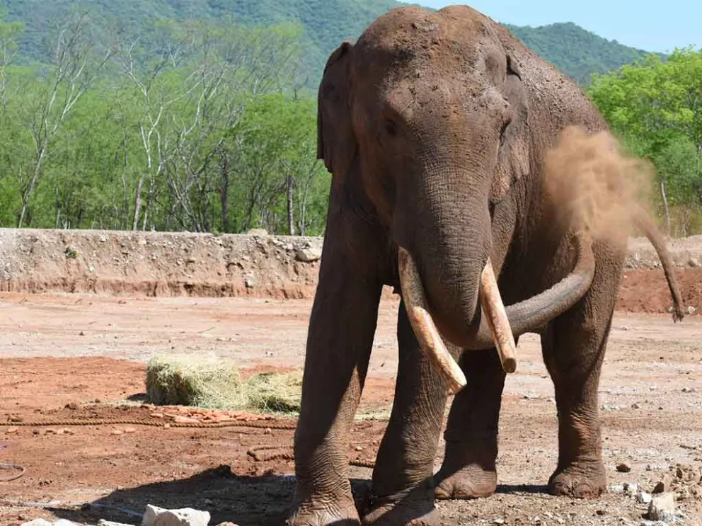 Elefante Big Boy el día de su arribo al Santuario Ostok