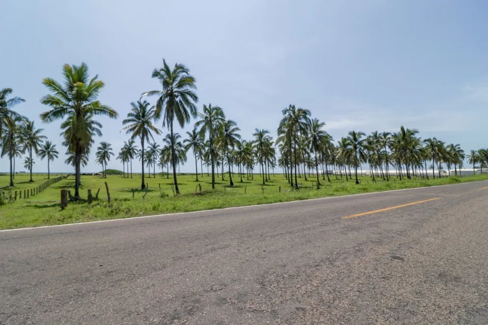 Playa El Caimanero, Rosario, Sinaloa. Lotes en venta con palmeras de cocotero