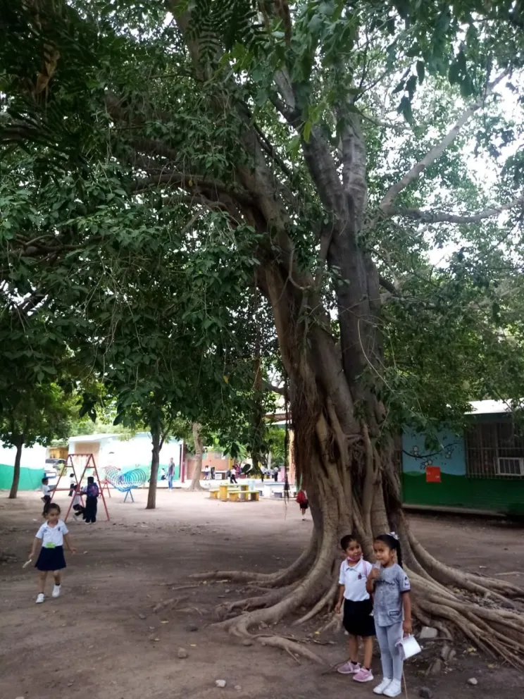 Las personas dejan huella en la naturaleza, los árboles cuentan la historia del jardín de niños